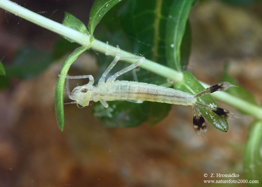 šidélko ruměnné, Pyrrhosoma nymphula, Zygoptera (Vážky, Odonata)